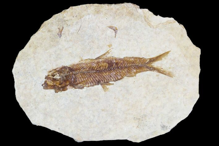 Fossil Fish (Knightia) With Floating Frame Case #105611